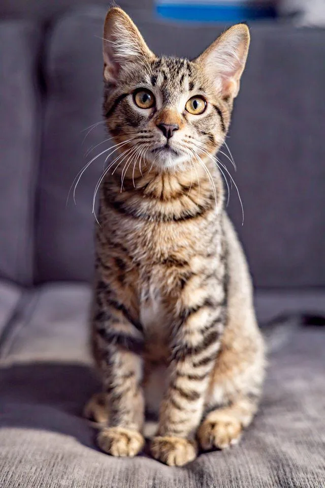 A baby medium-sized male Tabby (Brown / Chocolate) Domestic Short Hair cat named Frito for adoption in Chicago, IL