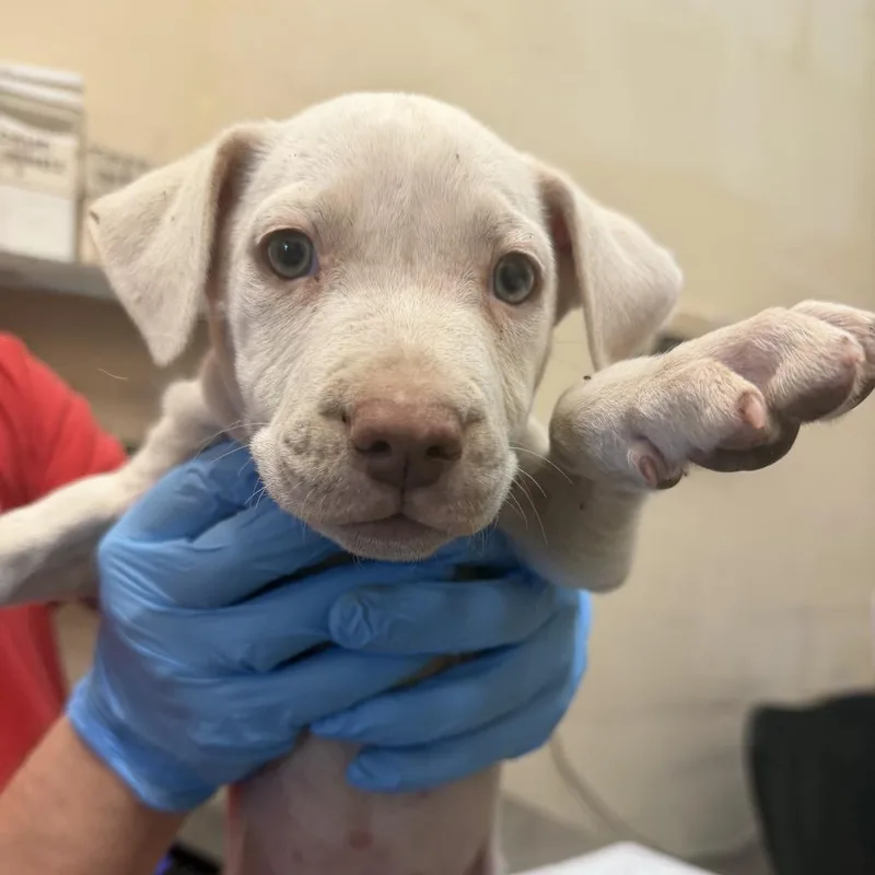 A baby small-sized female White / Cream Pit Bull Terrier dog named Xonda for adoption in Birmingham, AL