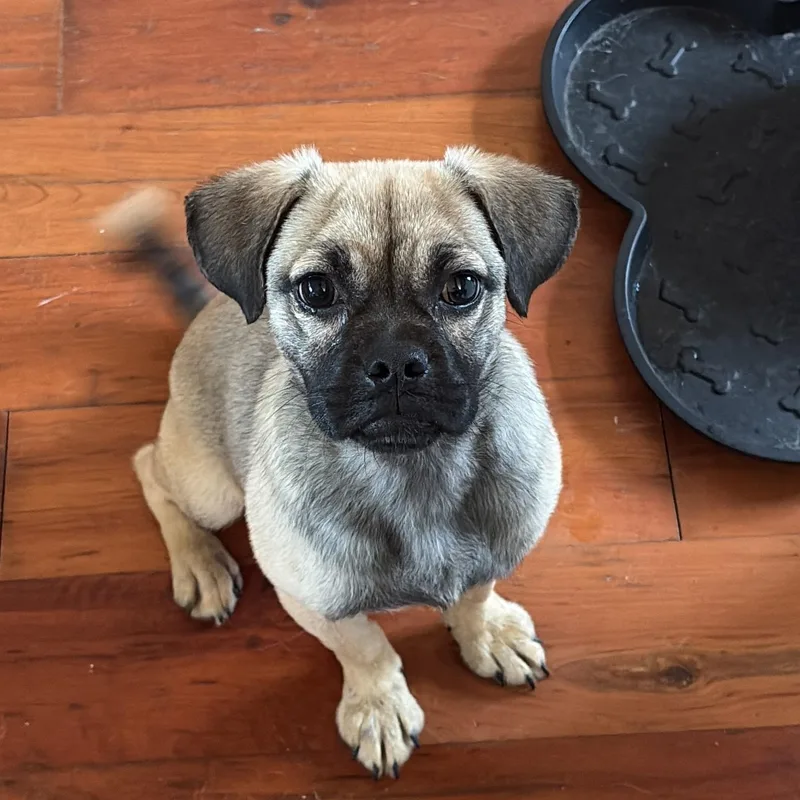 A young small-sized female Puggle dog named Molly for adoption in Houston, TX