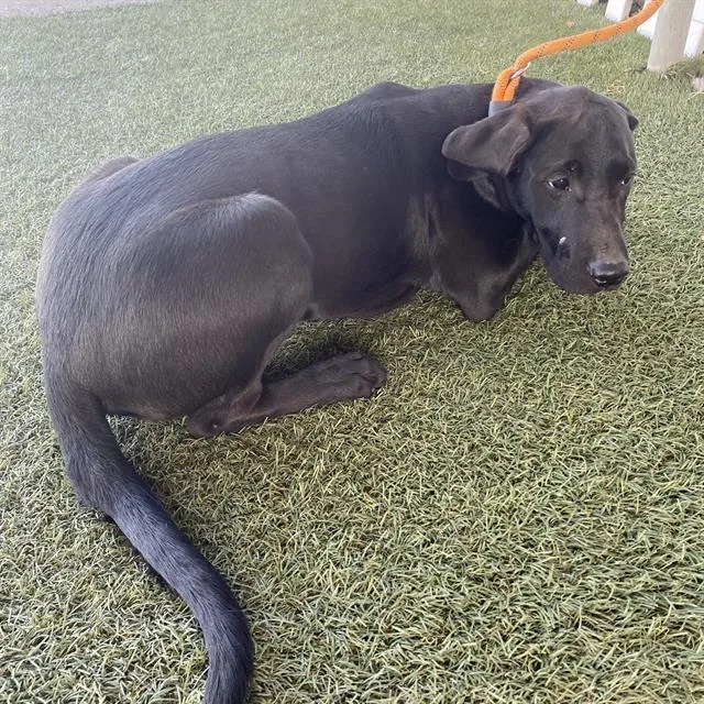 A young small-sized male Labrador Retriever dog named A for adoption in Modesto, CA