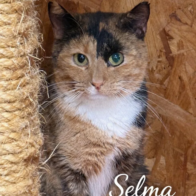 An adult small-sized female Calico Domestic Short Hair cat named Selma for adoption in Lancaster, OH