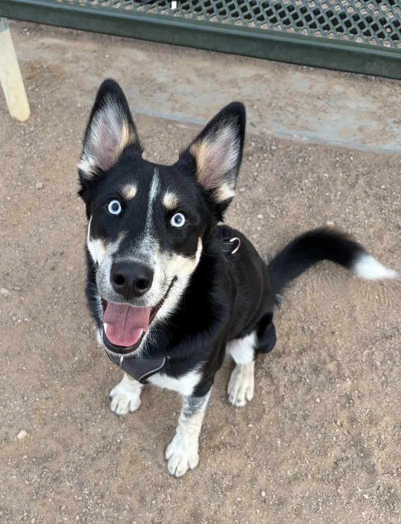 A young medium-sized male Husky dog named Tux for adoption in Vail, AZ