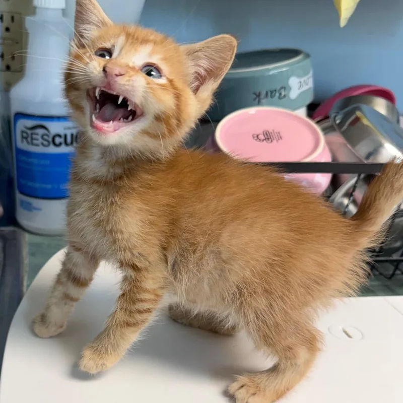 A baby medium-sized male Orange & White Domestic Short Hair cat named Leander for adoption in Kansas City, KS