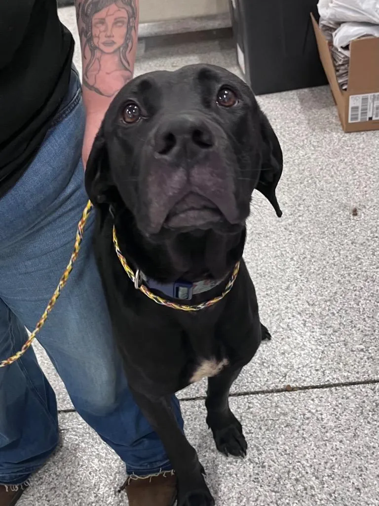 A young medium-sized male Great Dane dog named Kane for adoption in Auburn, IN