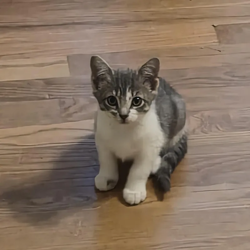 A baby small-sized female Gray / Blue / Silver Domestic Short Hair cat named Madoc for adoption in Fayetteville, GA