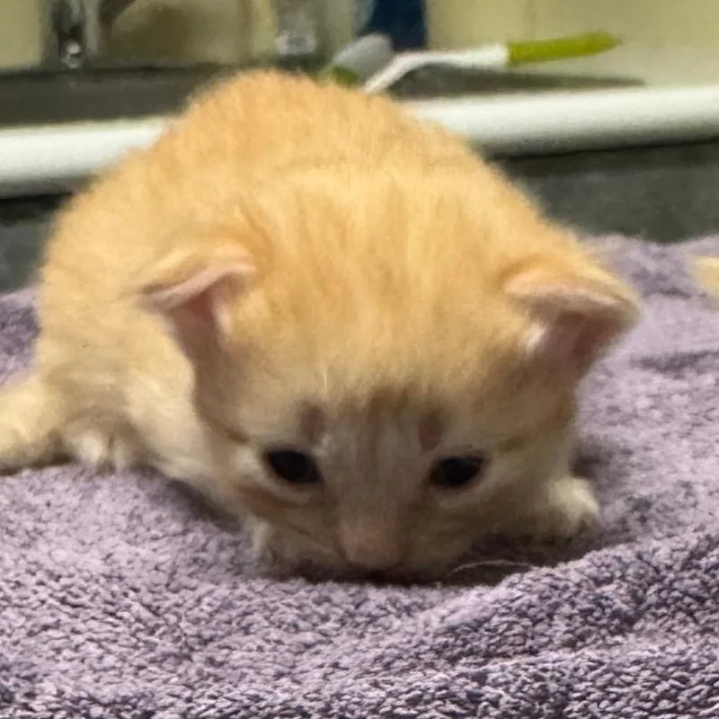 A baby small-sized female Orange / Red Domestic Short Hair cat named Patty for adoption in Lakewood, CO