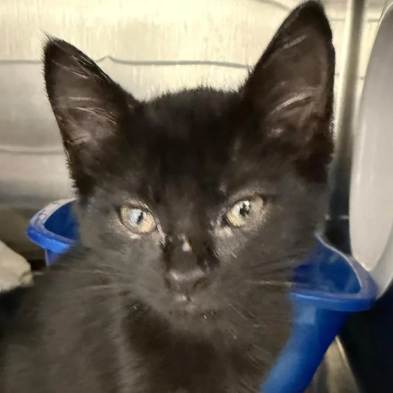 A baby small-sized female Domestic Short Hair cat named Tangerine for adoption in Cumming, GA