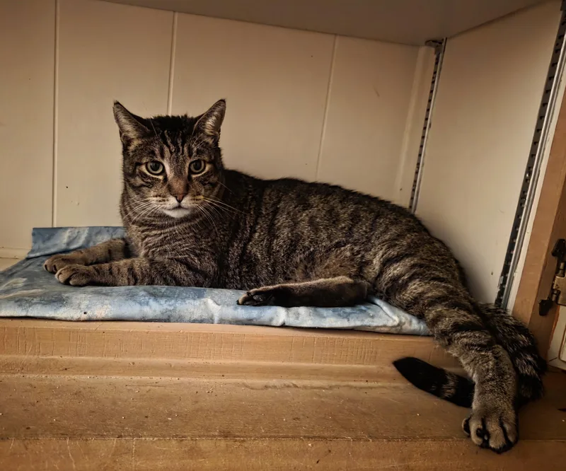An adult large-sized male Tabby (Brown / Chocolate) Domestic Short Hair cat named Lennox for adoption in Mission Viejo, CA