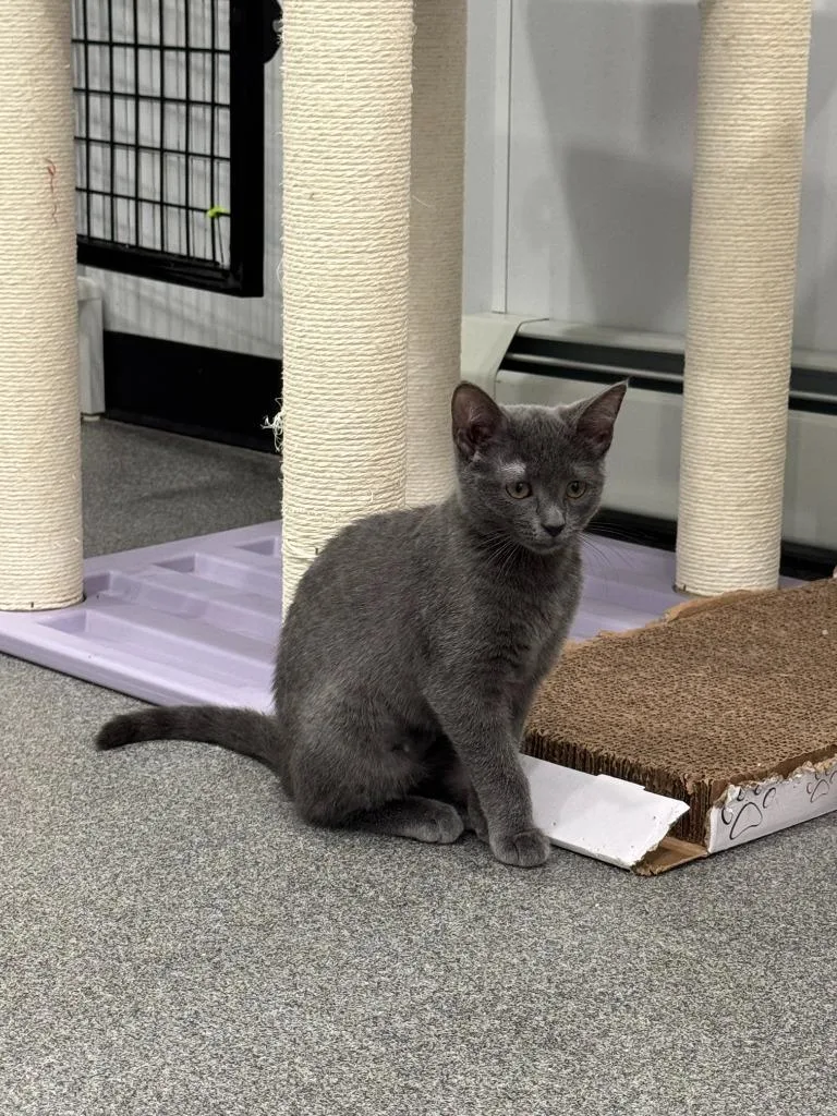 A baby small-sized female Domestic Short Hair cat named Nessie for adoption in Lunenburg, VT