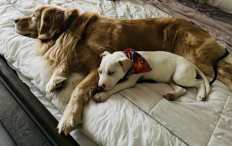 Butterball  Local In