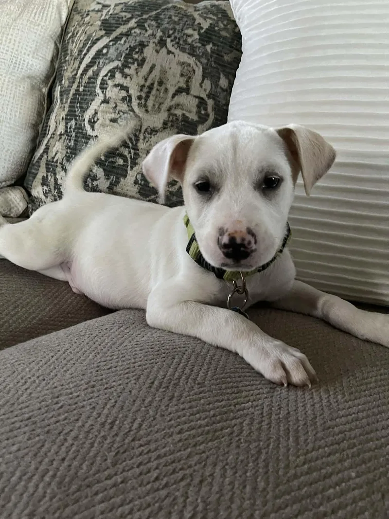 Butterball  Local In thumbnail 3