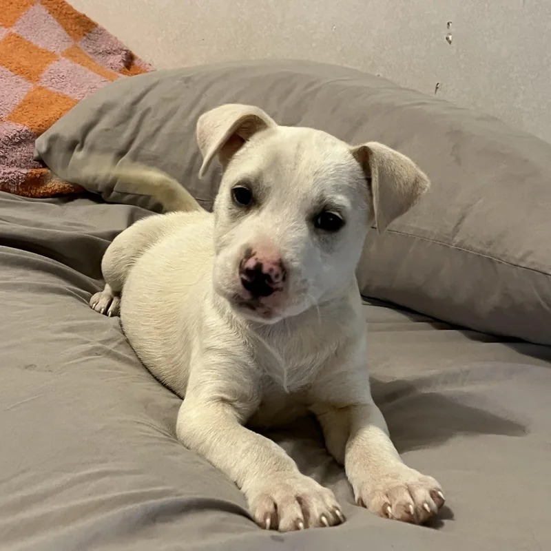 Butterball  Local In thumbnail 4