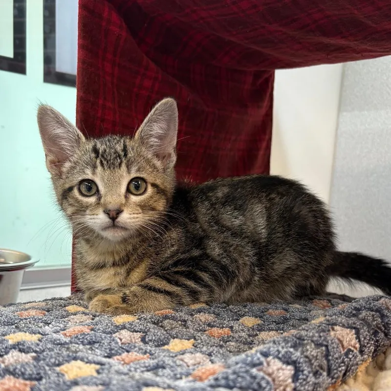A baby small-sized male Brown / Chocolate Domestic Short Hair cat named Corporal for adoption in Hailey, ID