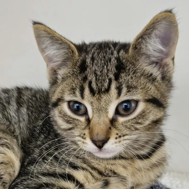 A baby small-sized female Domestic Short Hair cat named Libra for adoption in Cumming, GA
