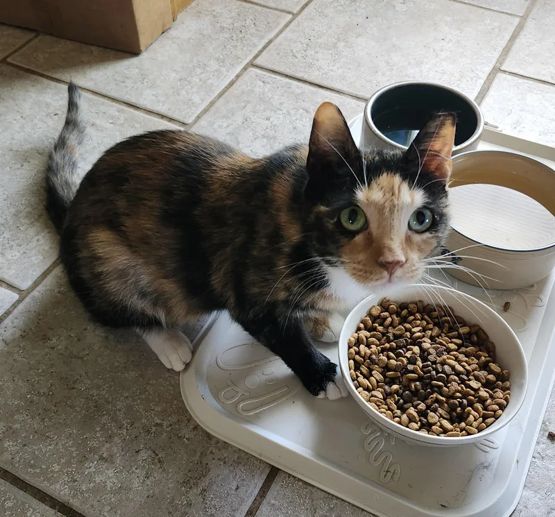 A young medium-sized female Calico cat named "jolene" for adoption in North East, MD