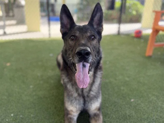 An adult medium-sized male German Shepherd Dog dog named Benny for adoption in Tavares, FL