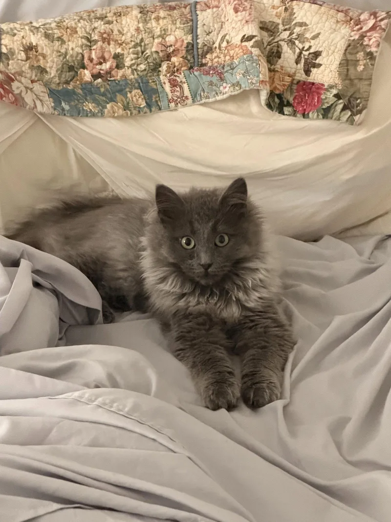 An adult medium-sized male Gray / Blue / Silver Domestic Long Hair cat named Tinsel for adoption in Wheaton, IL