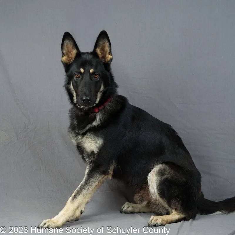 An adult large-sized male German Shepherd Dog dog named Sam for adoption in Montour Falls, NY
