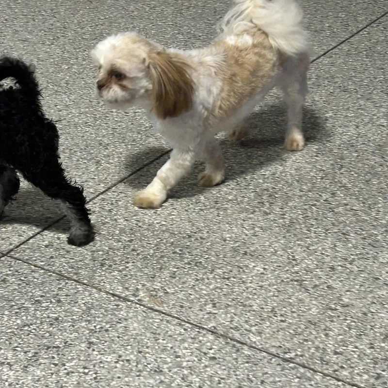 A young small-sized male Shih Tzu dog named Sammy. . lbs for adoption in Antwerp, OH