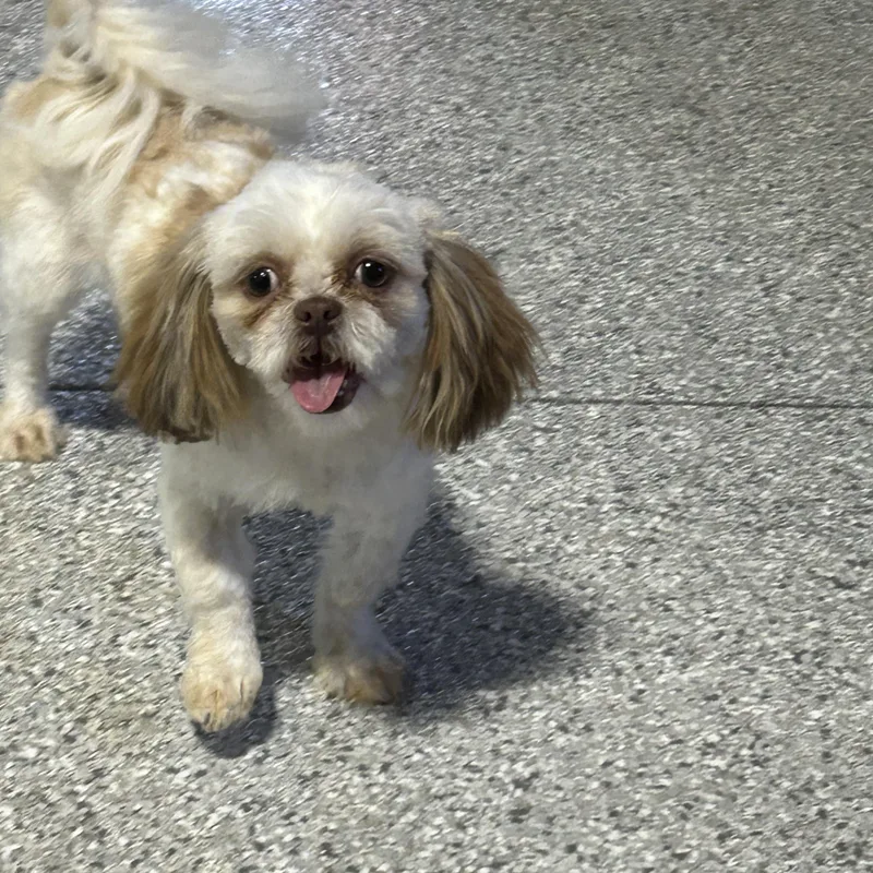 Sammy. . lbs thumbnail 4