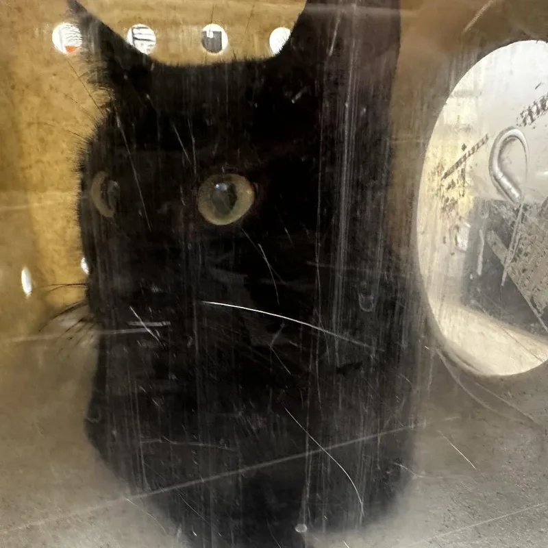 A young medium-sized male Black Domestic Short Hair cat named Magic for adoption in Philadelphia, PA