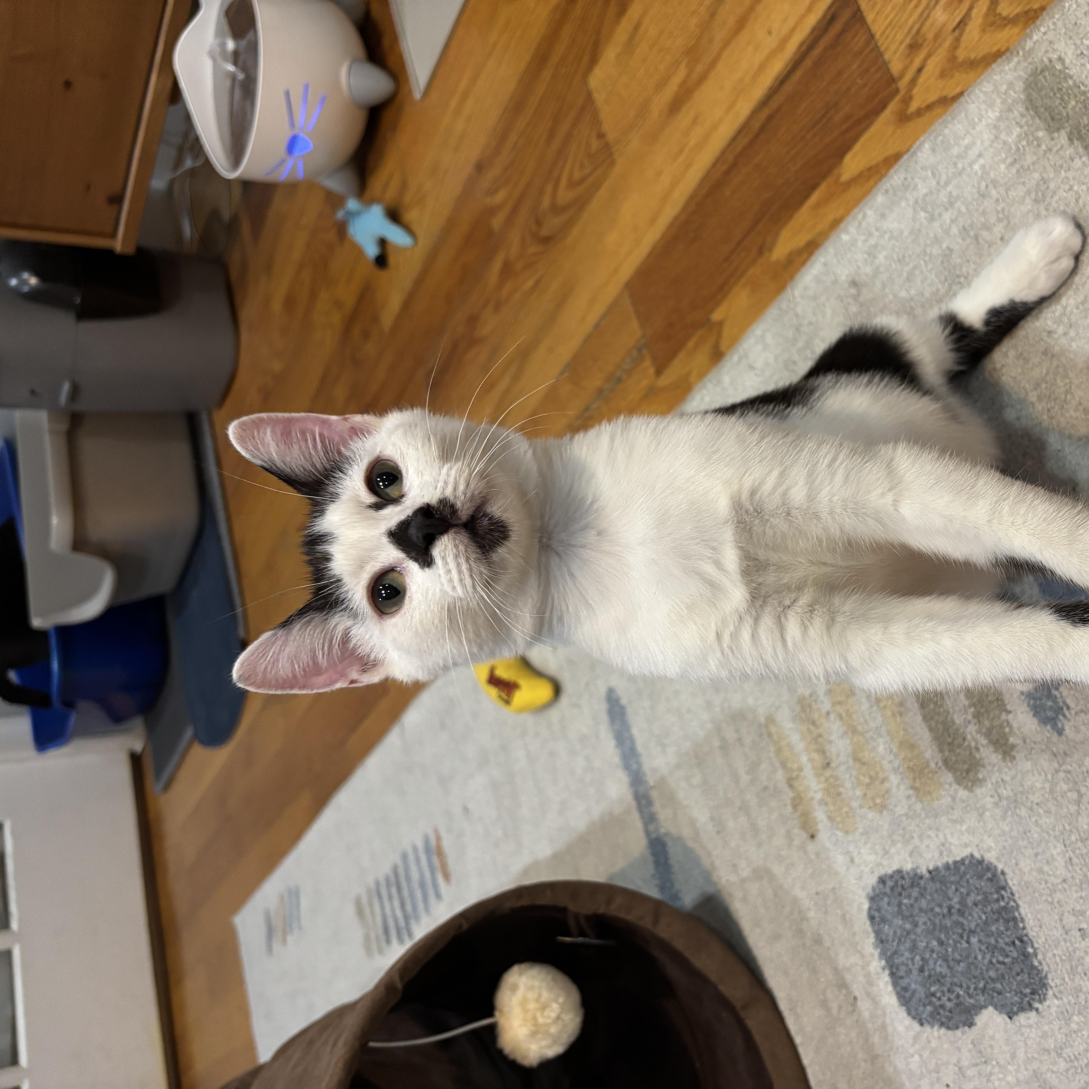 A baby medium-sized male Black & White / Tuxedo American Shorthair cat named Moolicious for adoption in Brooklyn, NY
