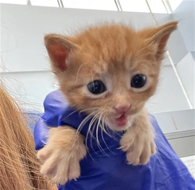 A baby medium-sized male Domestic Short Hair cat named Banjo for adoption in Dallas, TX