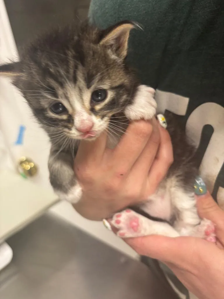A baby medium-sized male Domestic Short Hair cat named Simon for adoption in Fall River, MA