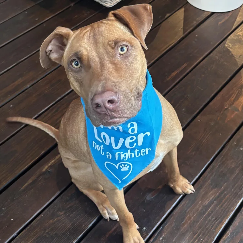 An adult medium-sized male Hound dog named Snickers for adoption in Roswell, GA