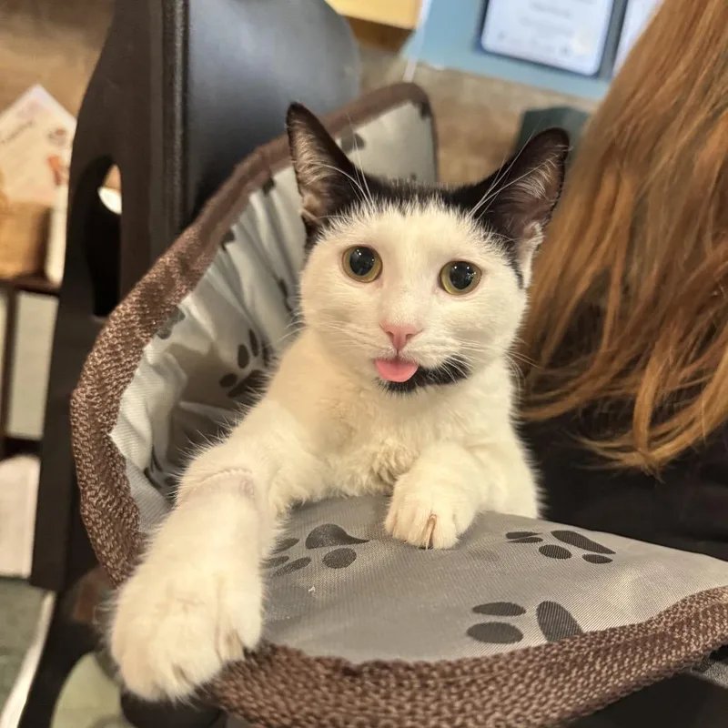 A young medium-sized female Black Domestic Short Hair cat named TojiFIP for adoption in Chico, CA