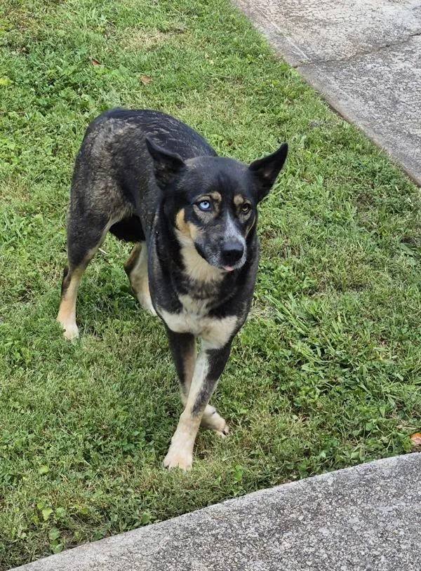 An adult medium-sized female Siberian Husky dog named Pen Ic for adoption in Lawrenceville, GA