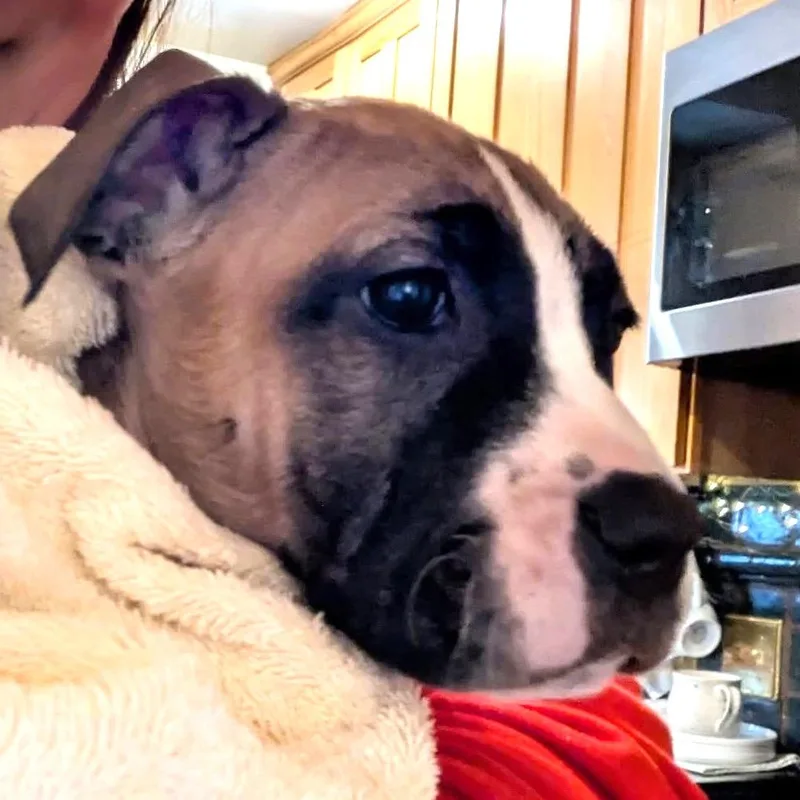 A baby large-sized male Yellow / Tan / Blond / Fawn Mixed Breed dog named Sir Otis for adoption in Monroe, MI