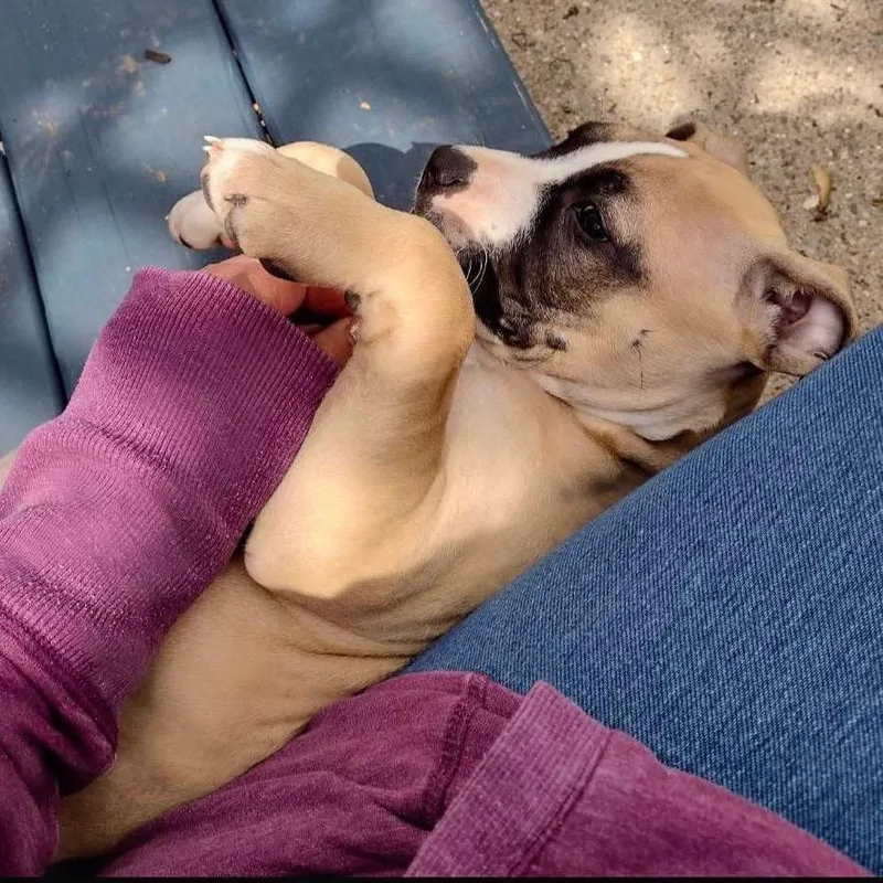 Sir Otis thumbnail 2