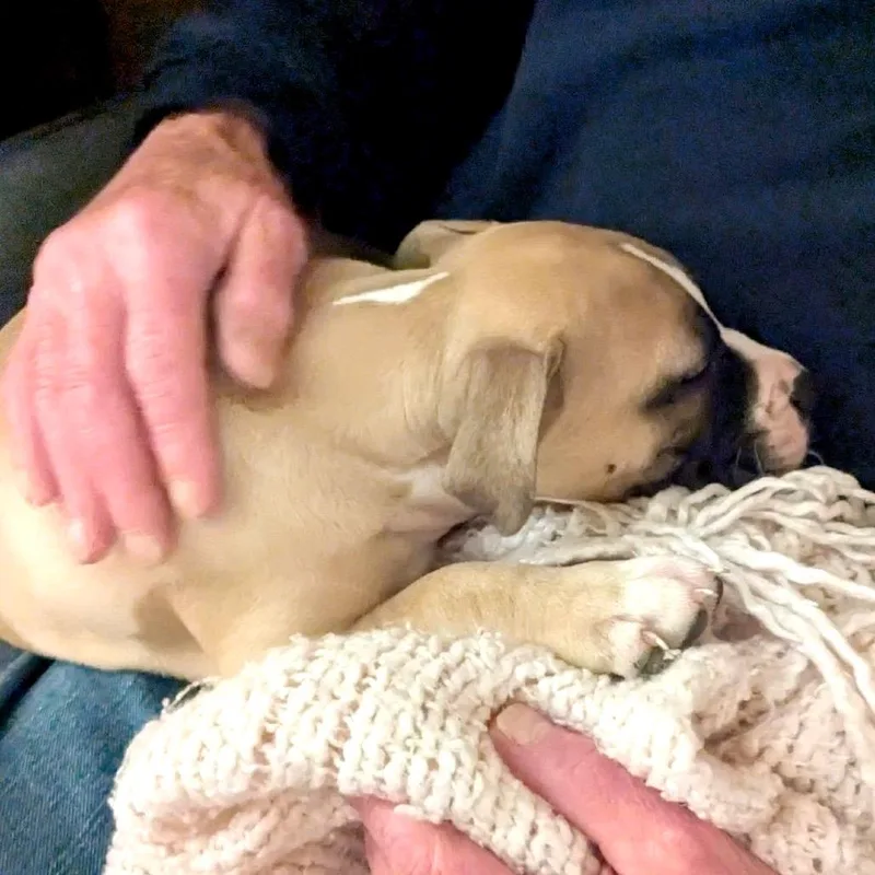 Sir Otis thumbnail 4