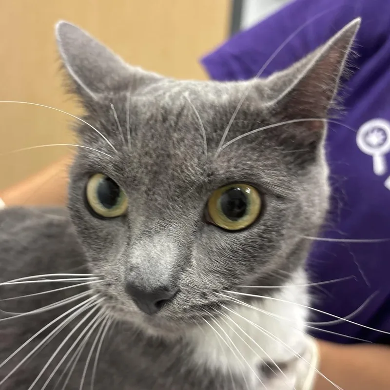An adult medium-sized female Gray / Blue / Silver Domestic Short Hair cat named Ruta for adoption in Jacksonville, FL