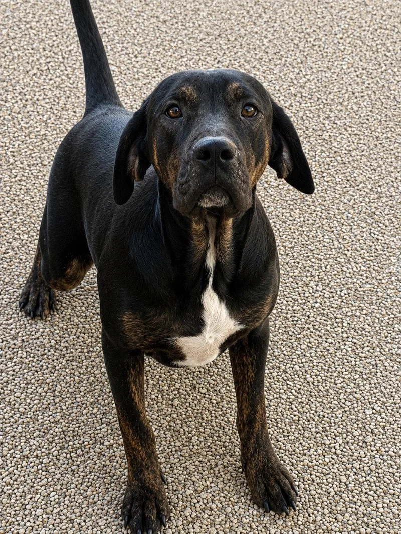 A young large-sized male Pit Bull Terrier dog named Arnold Alabama for adoption in Nashville, TN