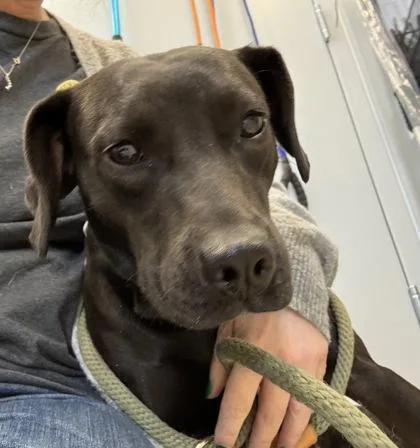 An adult medium-sized female Mixed Breed dog named Delta for adoption in Lafayette, IN