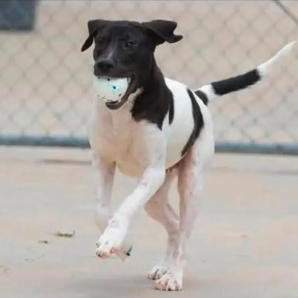 A young medium-sized male Hound dog named Marshall for adoption in Minneapolis, MN