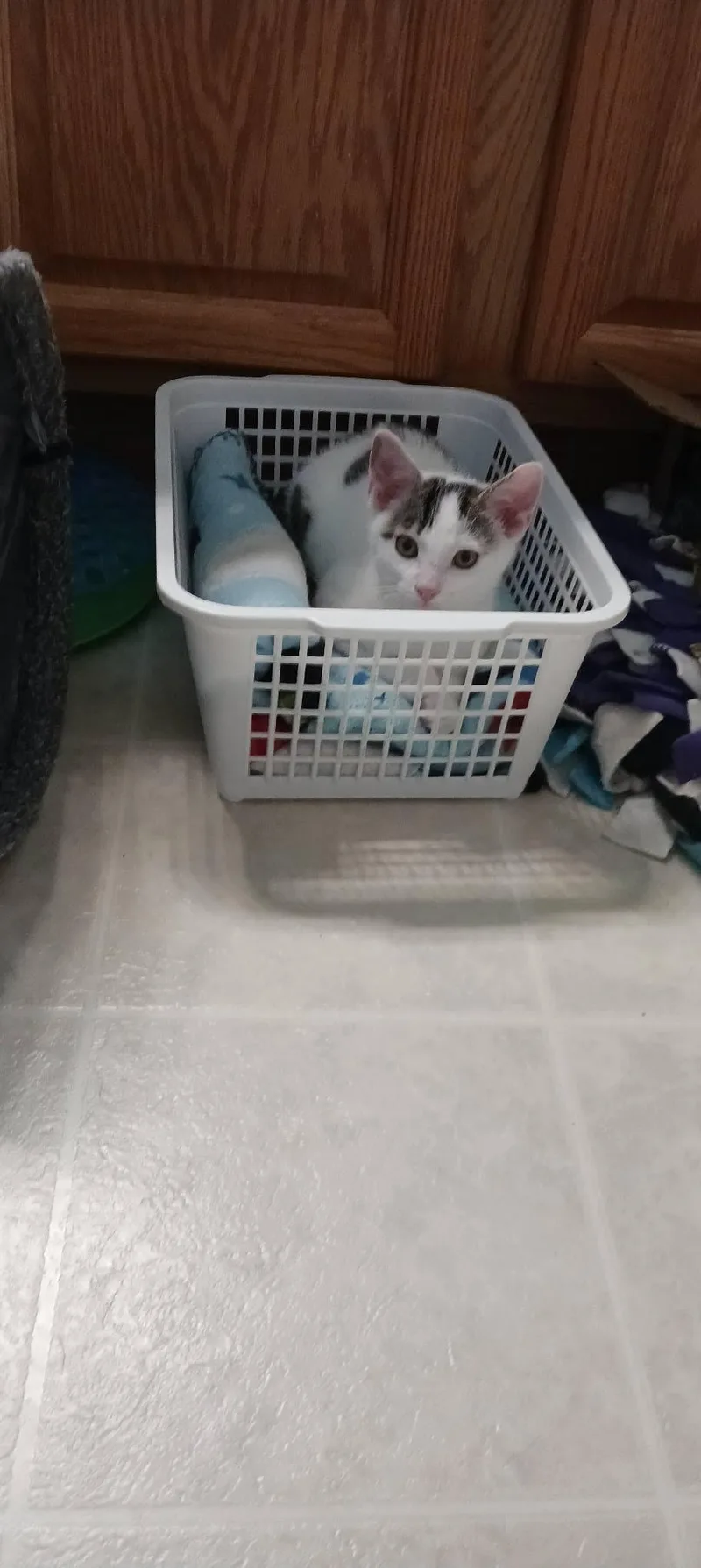 A baby medium-sized male White Domestic Short Hair cat named Banks for adoption in Georgetown, SC