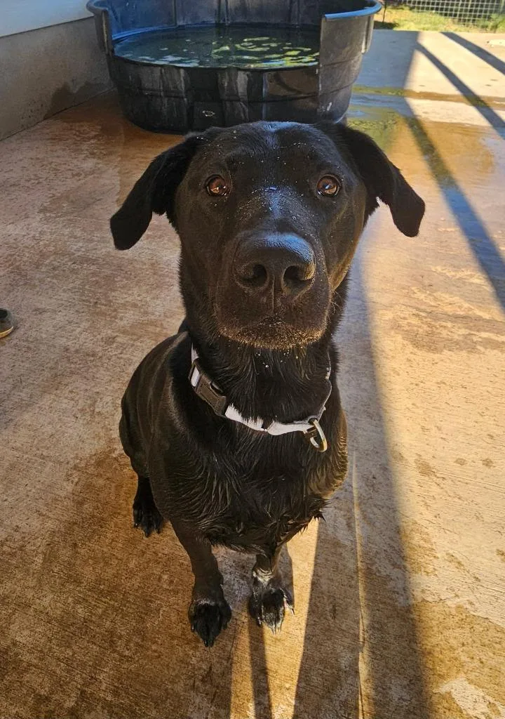 An adult large-sized male Labrador Retriever dog named Nestor for adoption in Austin, TX