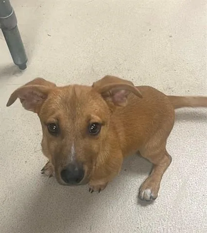A baby small-sized male Chihuahua dog named Pork Belly for adoption in Dayton, OH