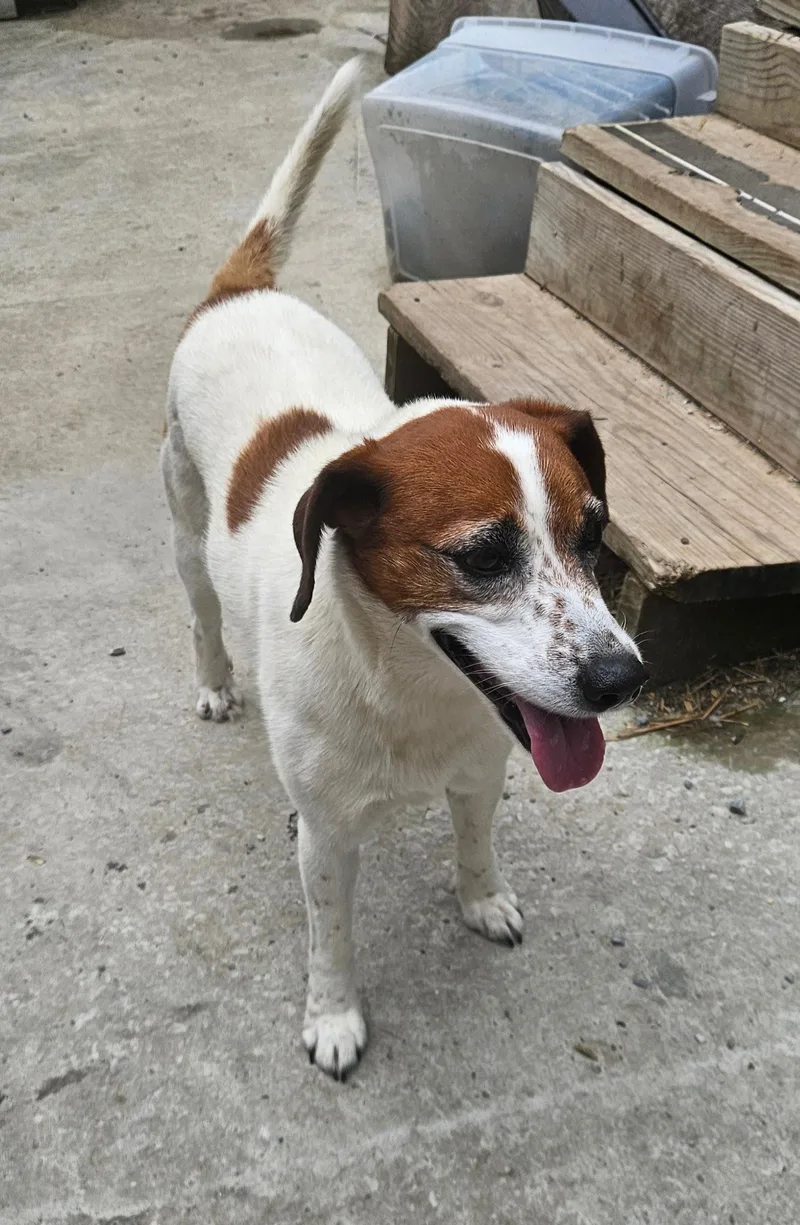 An adult medium-sized female White / Cream Hound dog named Heidi for adoption in Andover, MA