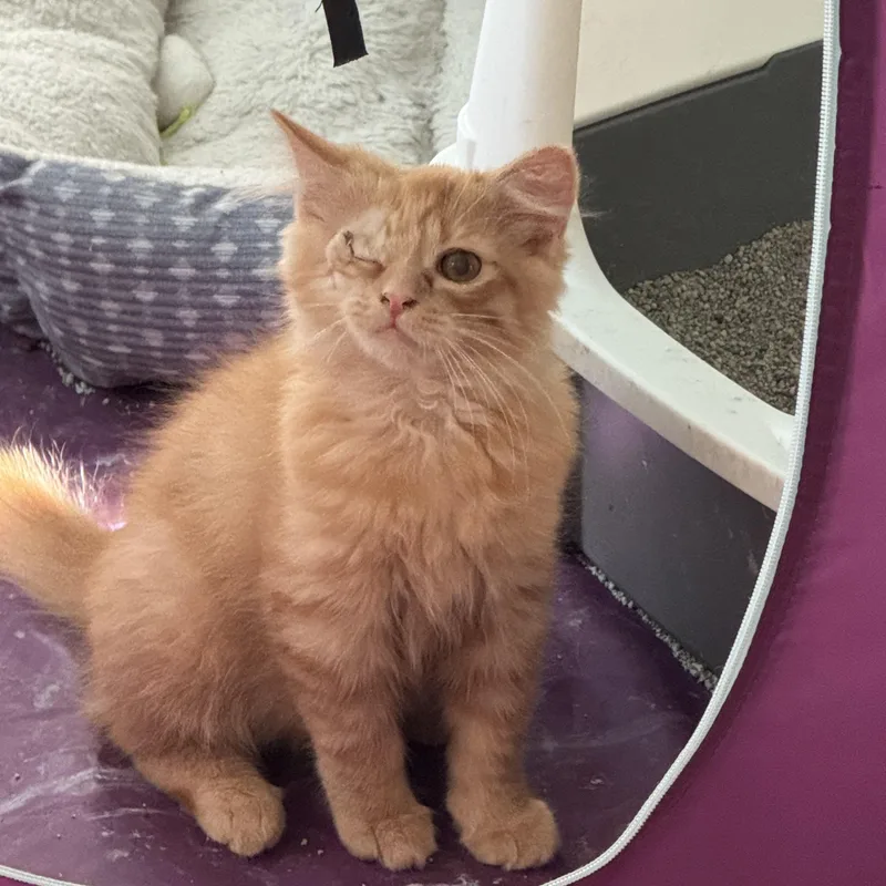 A baby medium-sized male Orange / Red Domestic Long Hair cat named Gus for adoption in Turnersville, NJ