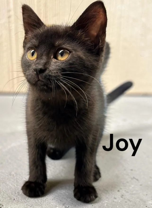 A baby medium-sized female Domestic Short Hair cat named Joy for adoption in Weems, VA