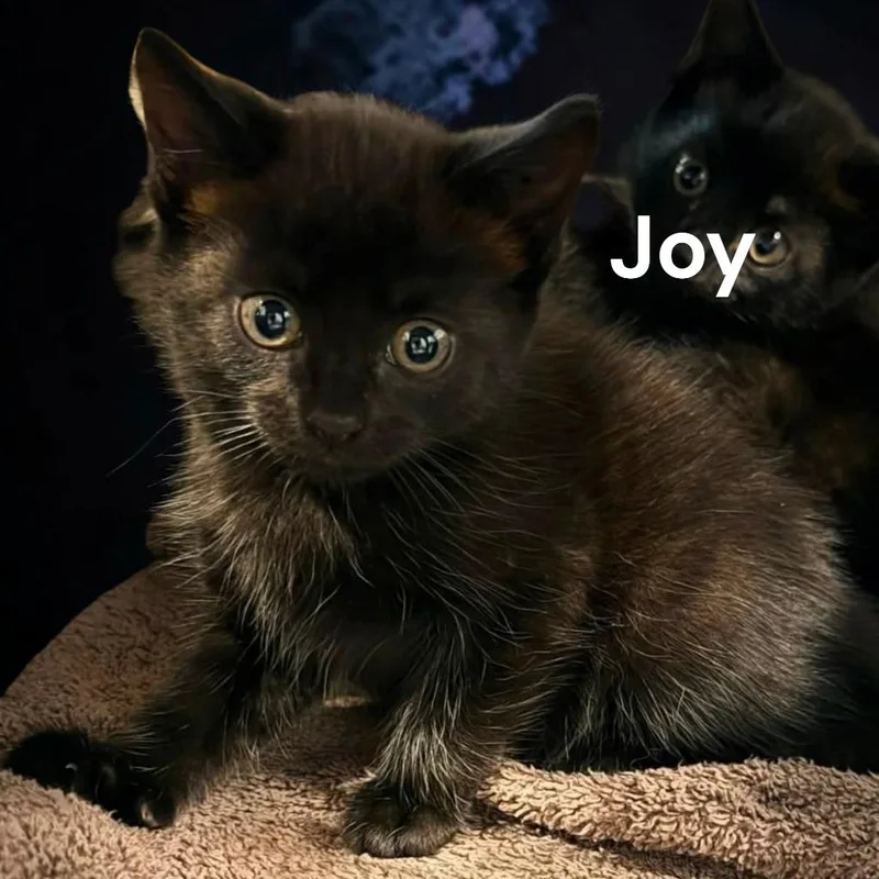 Joy thumbnail 2