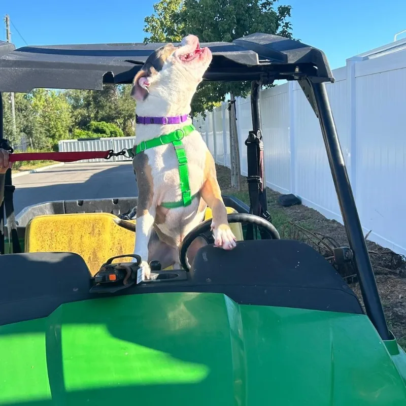 A young large-sized male Terrier dog named Gus for adoption in Tampa, FL