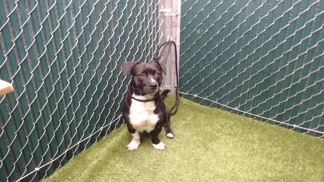 A young medium-sized male Pit Bull Terrier dog named Boots for adoption in Downey, CA