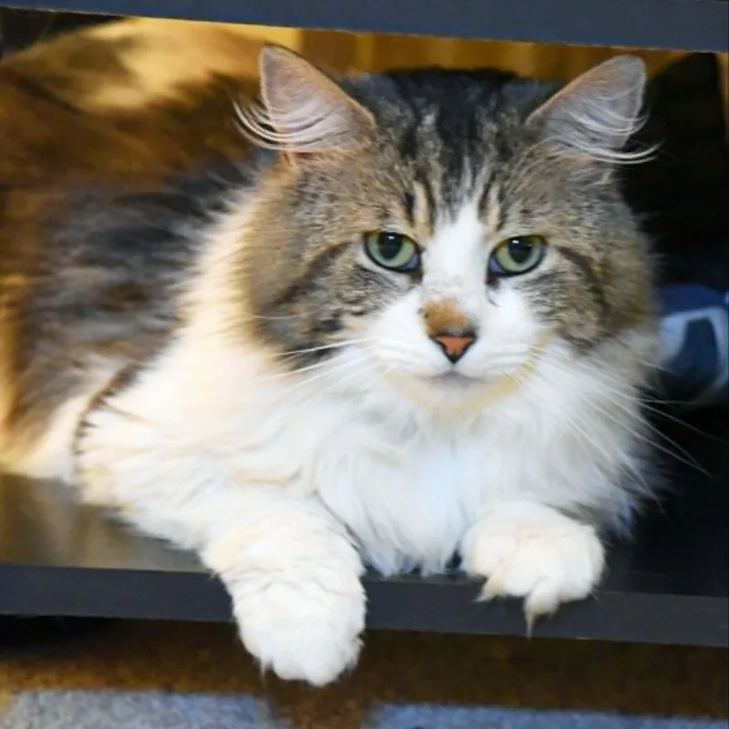 Petey thumbnail 3