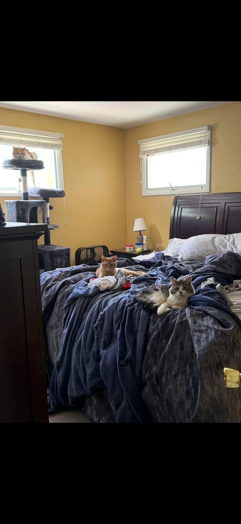 Petey thumbnail 5