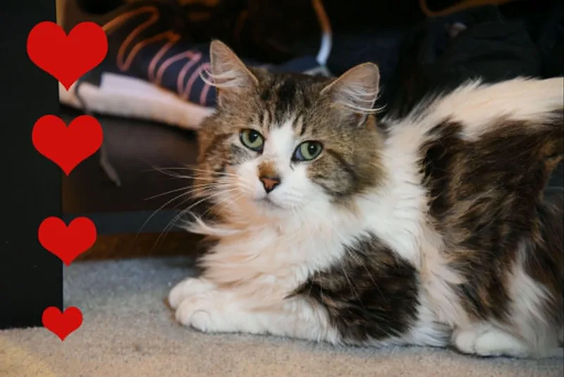 Petey thumbnail 6
